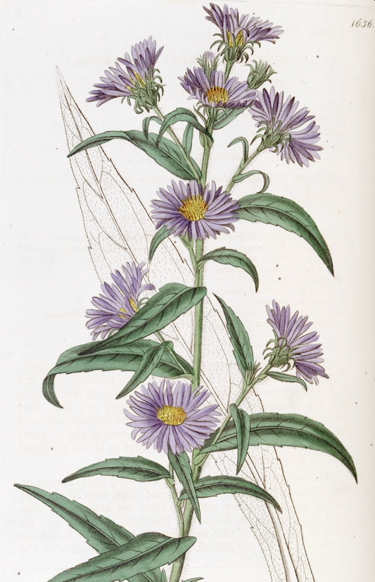 September Birth Flower: Aster & Morning Glory